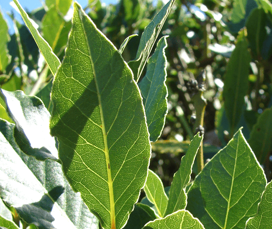 laurus image