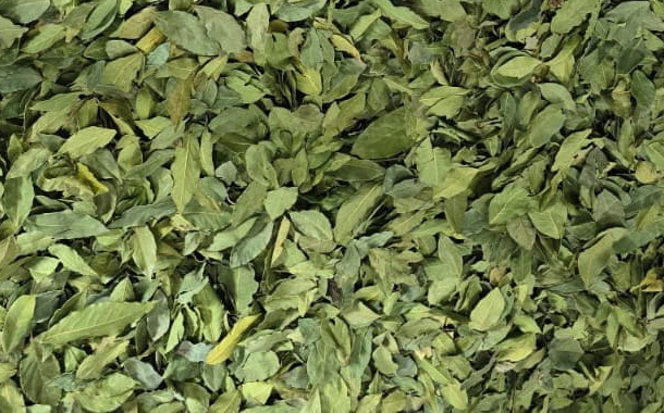 Dried Laurel Leaves